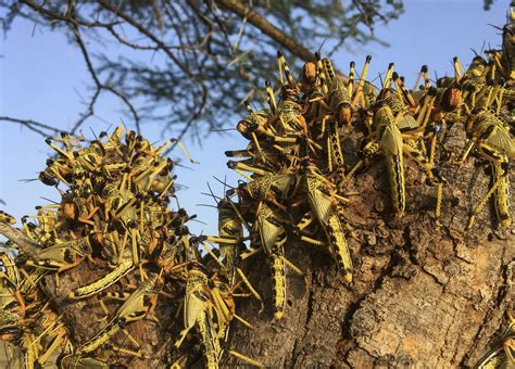 A locust tree can be identified by its bark, leaves, flowers and seeds, which varies depending on the type of locust. It can also be identified by its habit, which can be a pyramid...